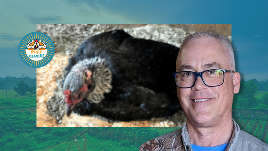 5 Poultry Sicknesses You’ve Likely Never Heard of