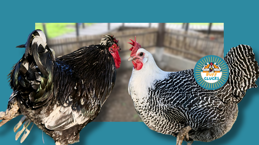 Chicken Run Drainage Fixes Before Spring Turns Muddy