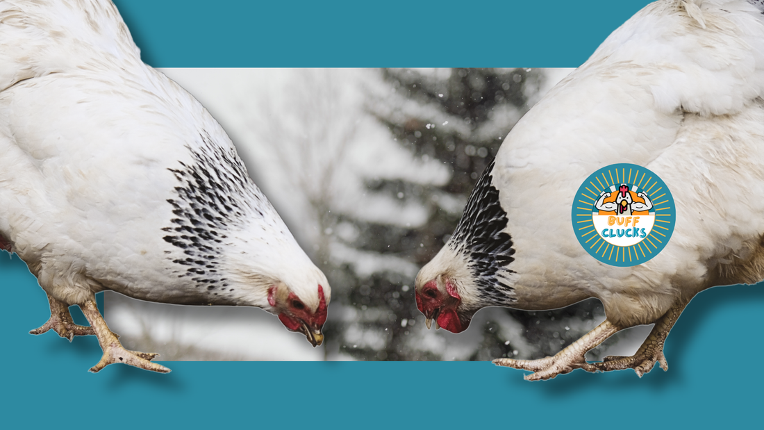 Winter Chicken Behavior and Coop Boredom That Leads to Pecking