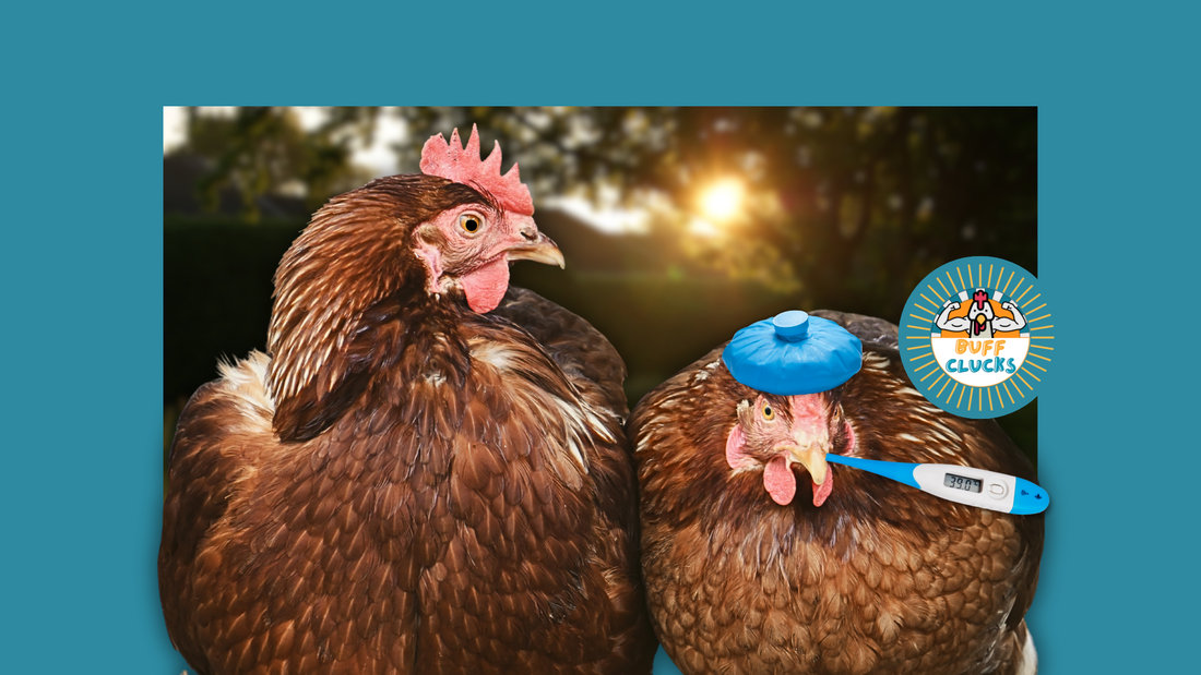 Backyard Chicken First Aid: Natural Remedies for Common Ailments