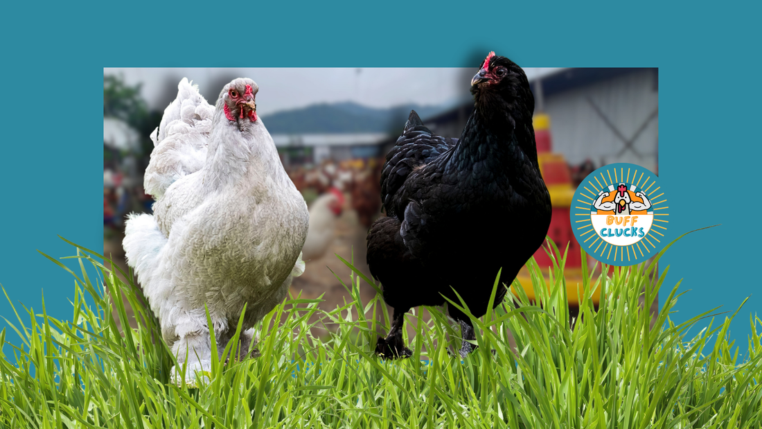 10 Eggcellent Inside Chicken Coop Designs for the Feathery Bunch: Ultimate Comfort Ideas