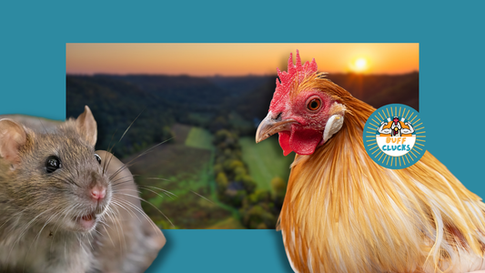 Rodent-proof Coop Moves That Shut Down Winter Feed Theft