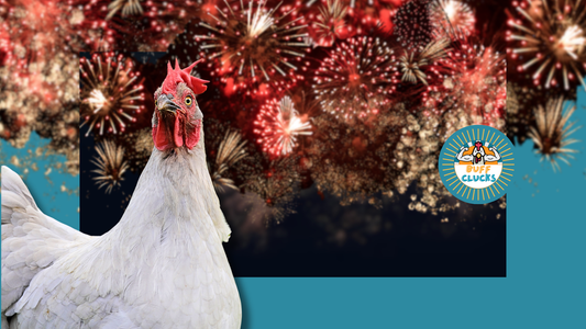 January Chicken Flock Expectations and What’s Actually Normal