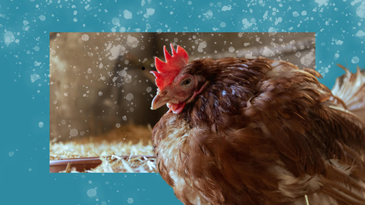 Winterizing Your Chicken Coop: Keep Your Flock Cozy & Safe