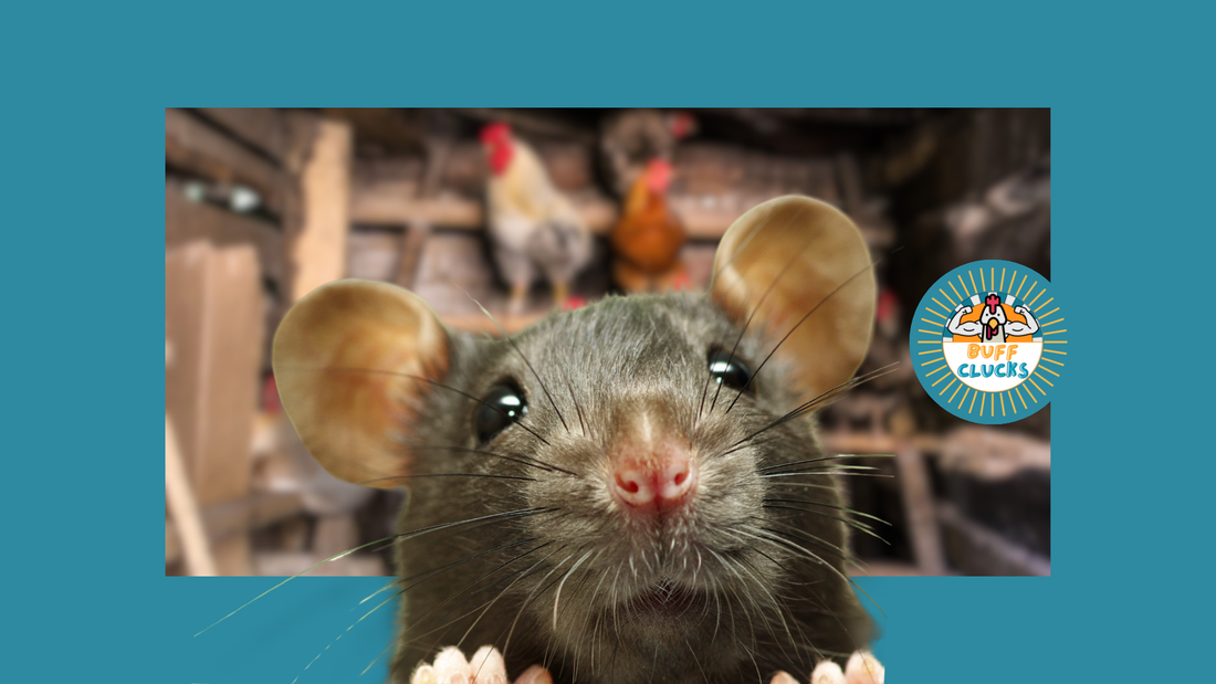 Are There Natural Ways to Control Rodents in Chicken Coops?