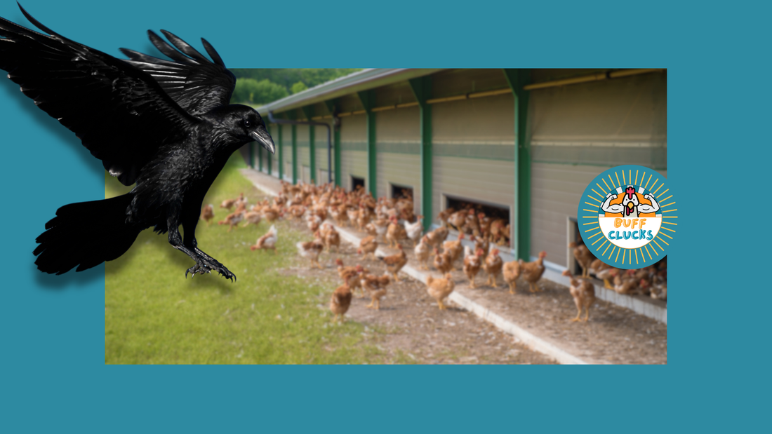 Crows Can Guard Your Flock Better Than You Think