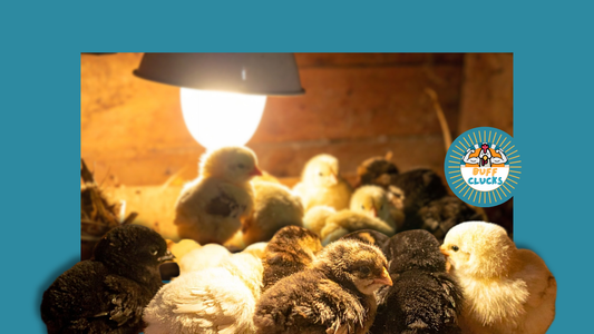 Heat Lamp for Chicken Coop or Nope? The Winter Heating Debate and Safer Options