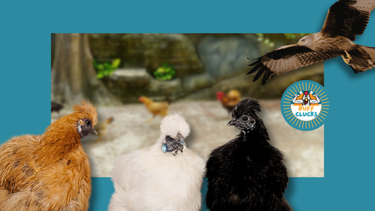 Chicken Hawk Protection Tips for Winter Flocks