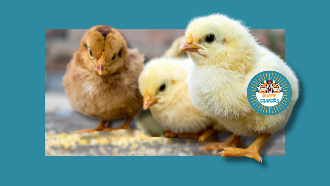 Can I Give Herbs to My New Chicks?