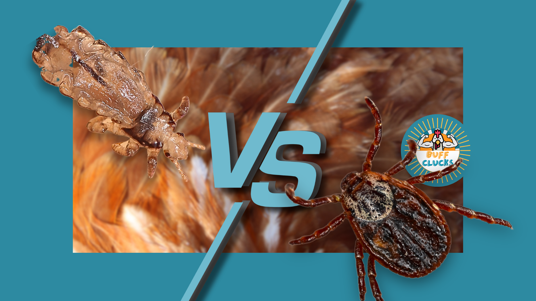 Mites vs Lice: How to Tell the Difference (And What to Do About It)