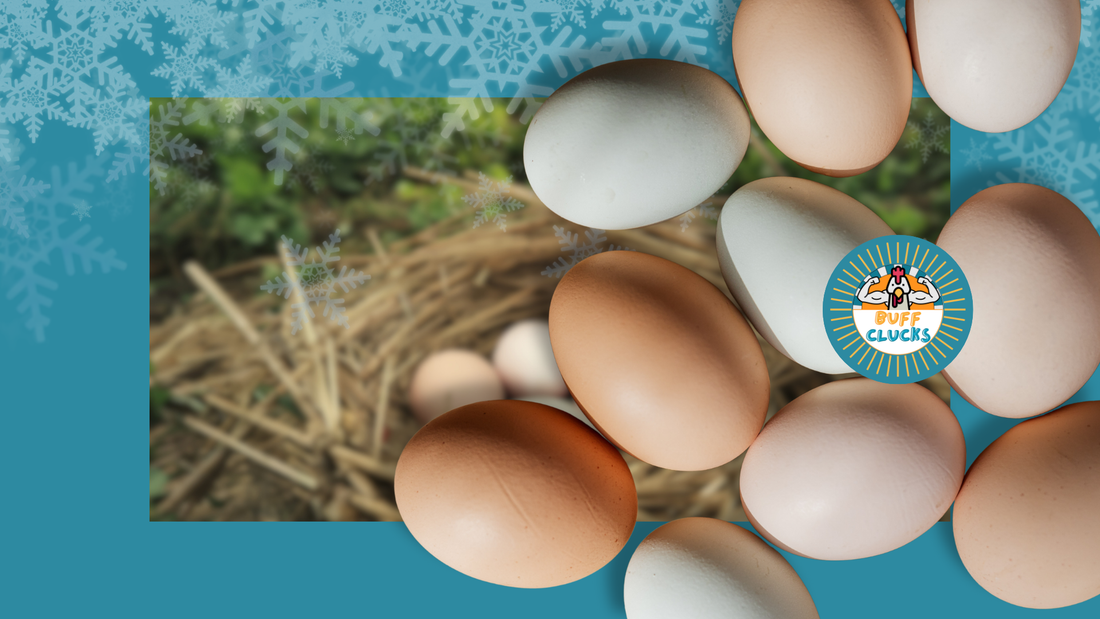 How to Improve Winter Egg Nutrition and Keep Egg Quality Strong All Season