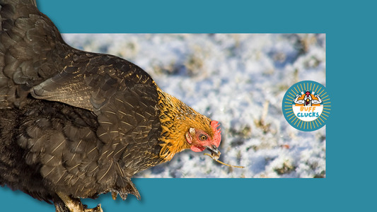 Winter Chicken Stress and the Spring Egg Slowdown