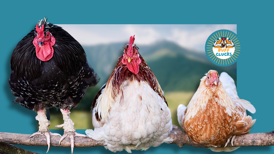 Winter Chicken Respiratory Issues: Sneezing and Moisture Problems