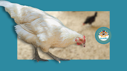 Deep Litter Method in Winter: Cozy Solution or Frozen Mess?