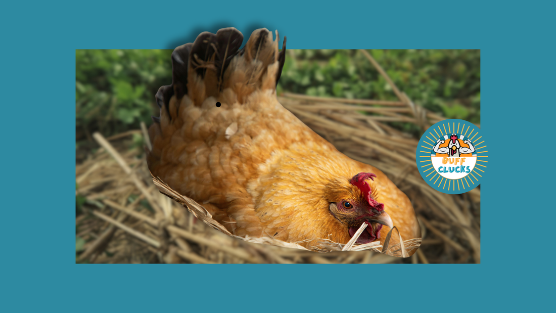 Why Have My Hens Stopped Laying? 5 Reasons for the Fall Egg Slump