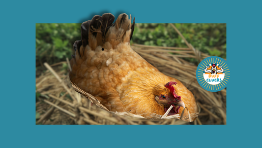 Why Have My Hens Stopped Laying? 5 Reasons for the Fall Egg Slump