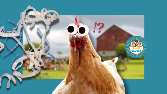 How to Prevent Parasites in Backyard Chickens