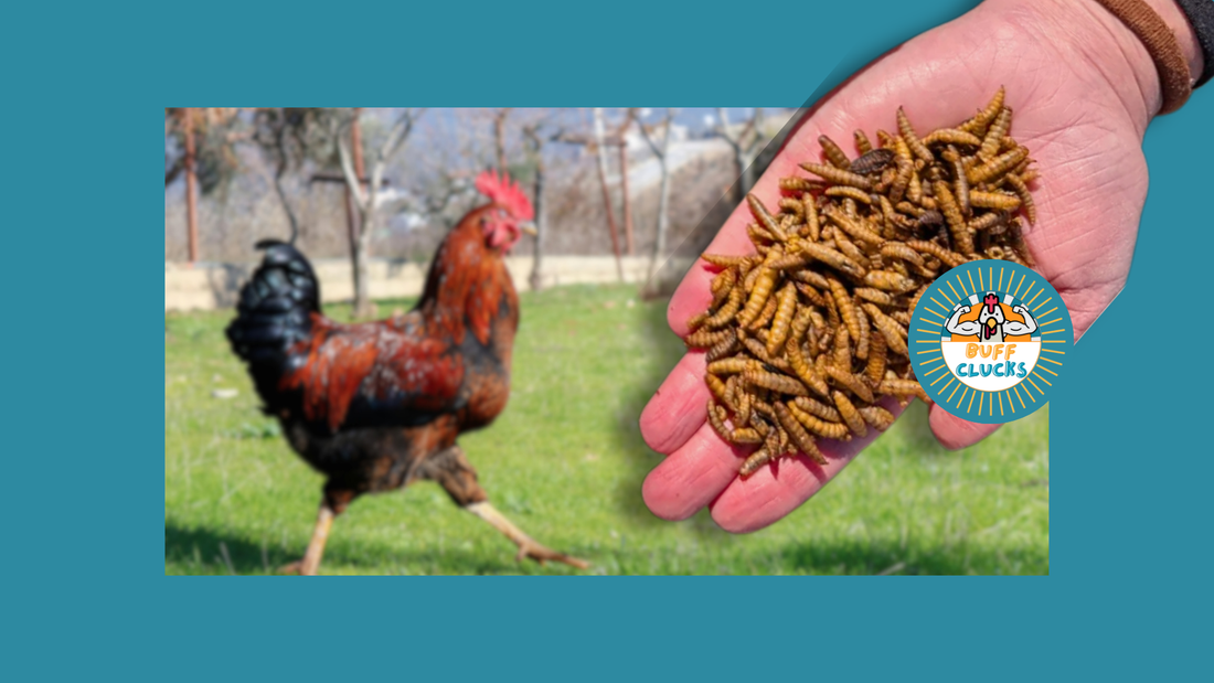 Healthy Winter Chicken Treats Your Flock Will Love This Holiday Season