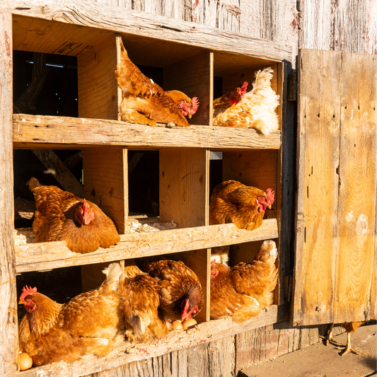 Nesting Box Herbs: A Must-Have for Backyard Chickens