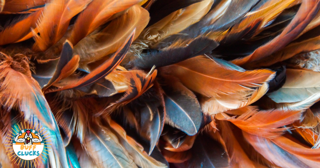 healthy chicken feathers how to tell a chicken is healthy