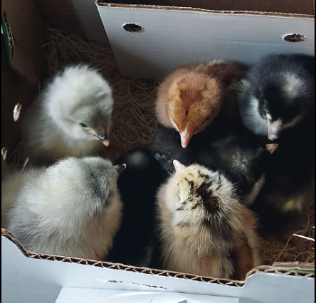 Can I Give Herbs to My New Chicks?