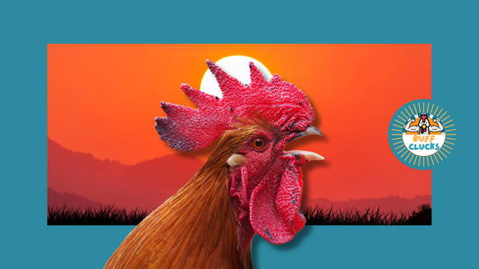 6 Reasons Why Roosters Crow