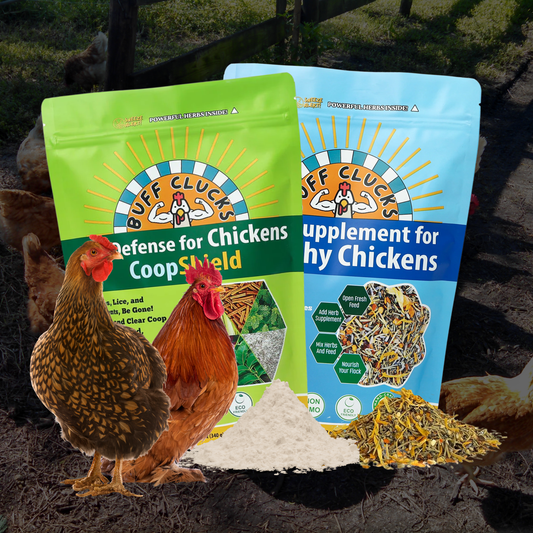 coopshield and herb supplement bundle for backyard chickens with eggs in nesting box
