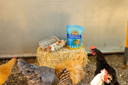 flock of chickens surrounding buff clucks herb supplement for chickens