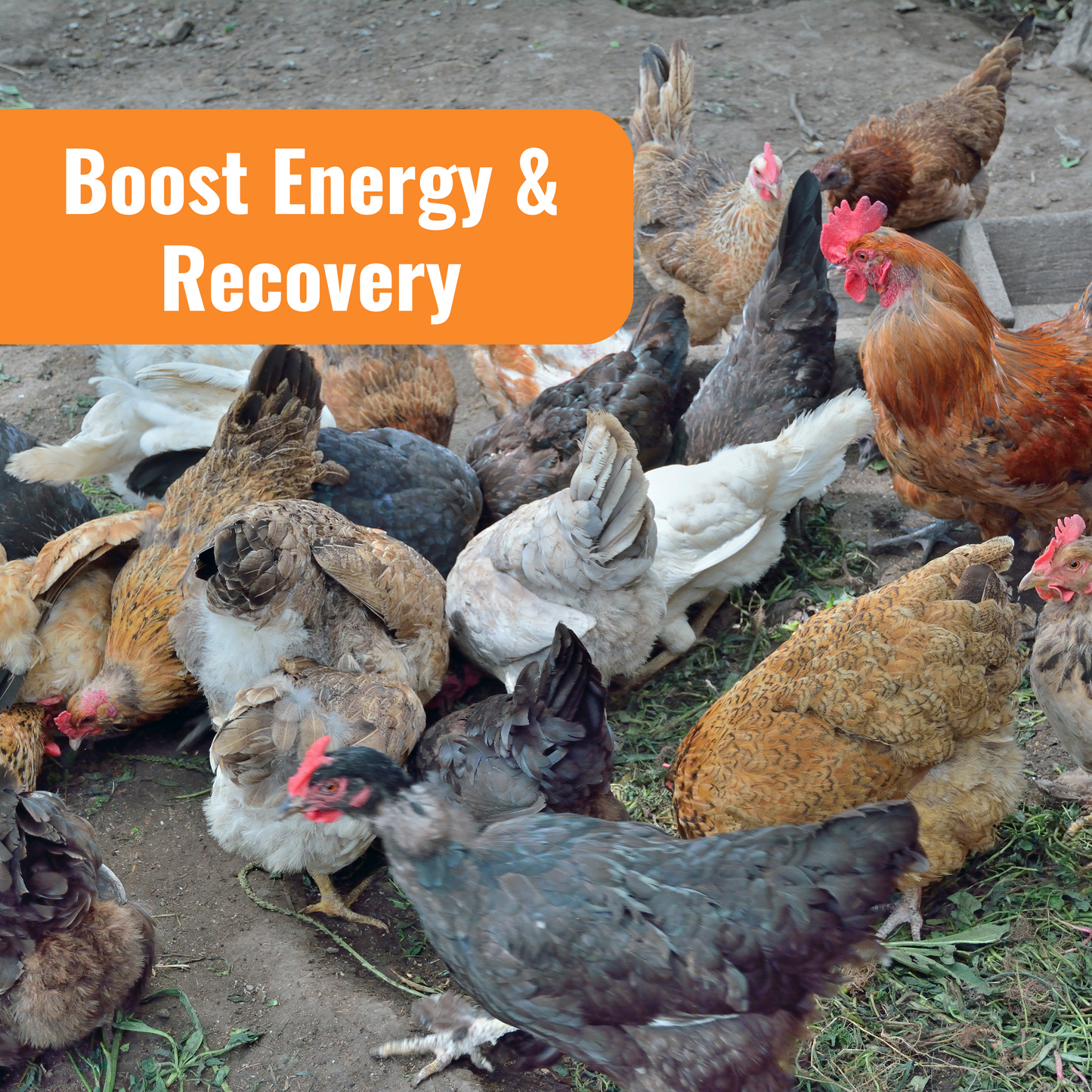 Aquaboost benefit with image of many chickens eating boost energy & recovery