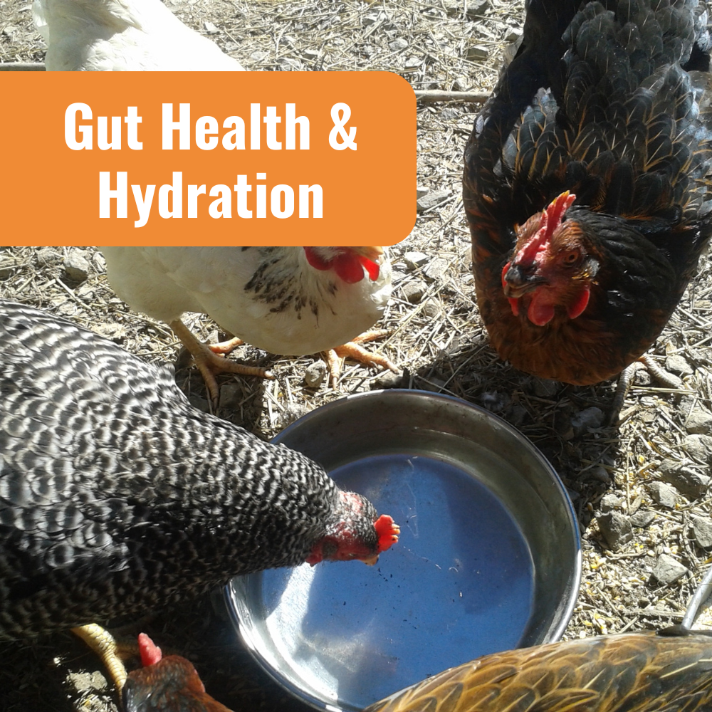 Complete Coop Care System for Gut Health & Hydration