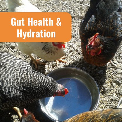 Complete Coop Care System for Gut Health & Hydration