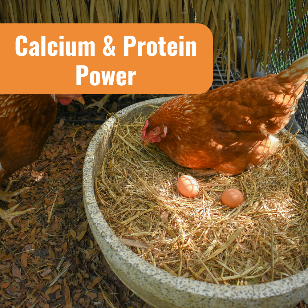Complete Coop Care System for Calcium & Protein Power