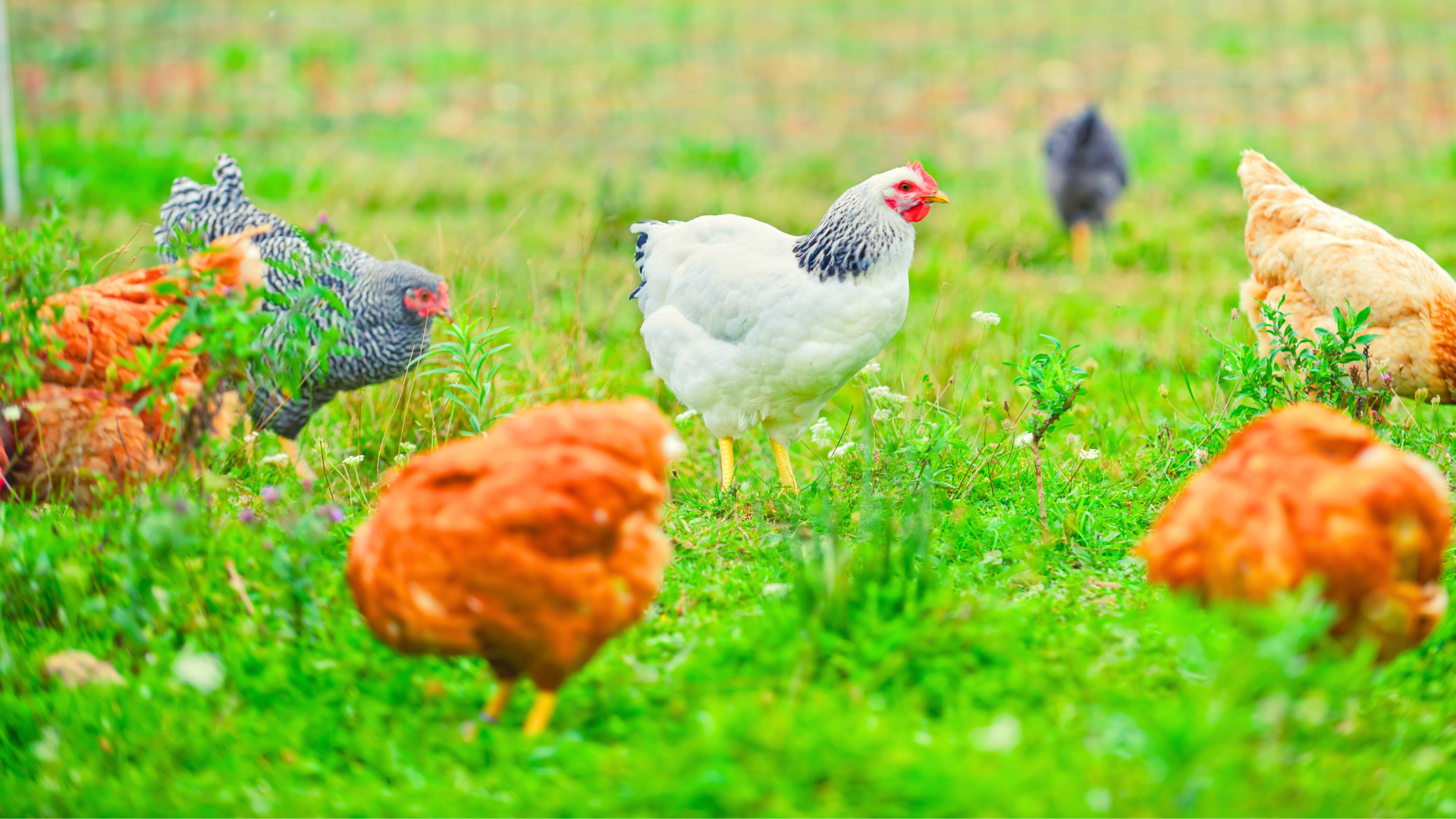 herbal supplements happy healthy hens