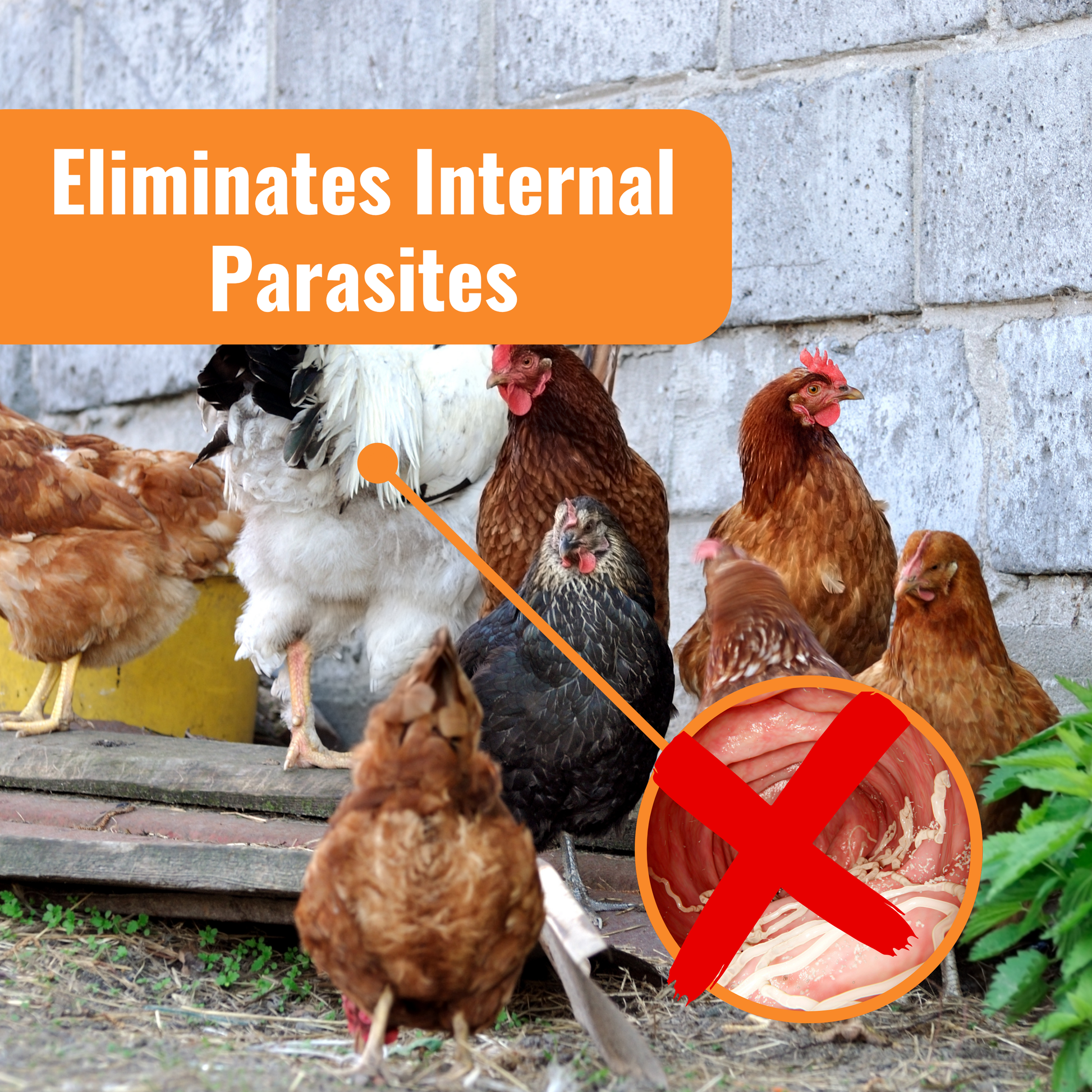 WormStop Benefit with image of chicken and parasites, eliminates internal benefits