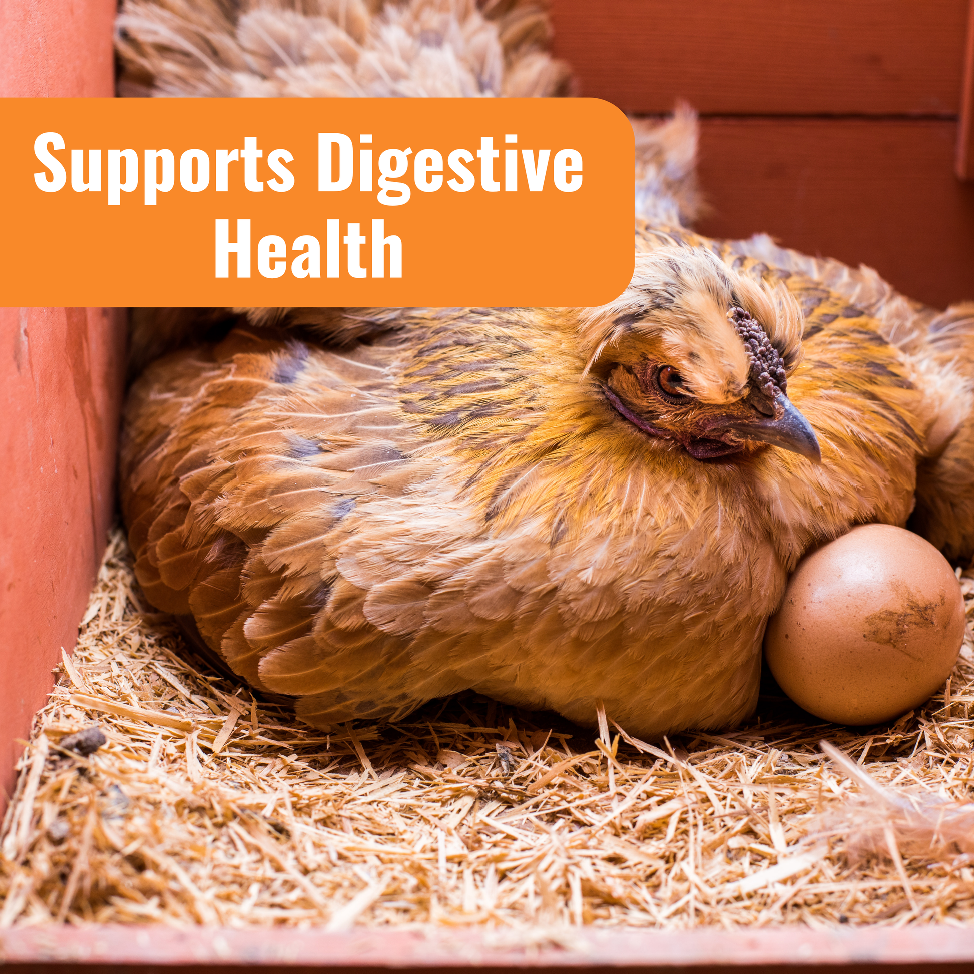 WormStop Benefit with image of chicken laying eggs, supports digestive health